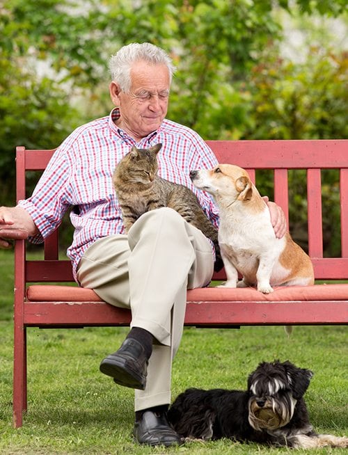 Old man resting on bench and cuddling dog and cat