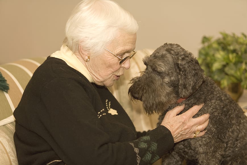 senior citizen with old dog before animal euthanasia in living room