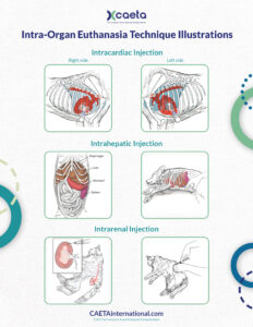 Intraorgan Techniques