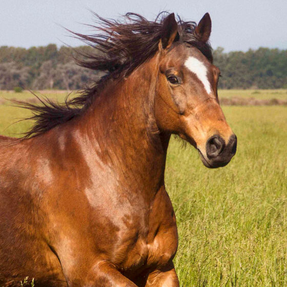 module-equine